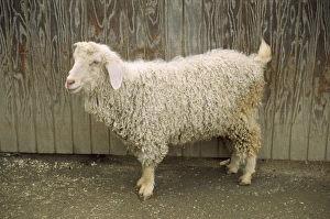 Images Dated 20th December 2006: Angora Goat - domestic