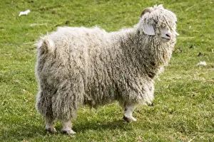 Coated Prints: Angora Goat - Rare Breed Trust Cotswold Farm Park Temple Guiting near Stow on the Wold UK