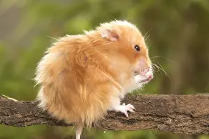 Angora Hamster