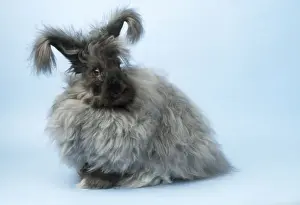 Coats Prints: Angora Rabbit