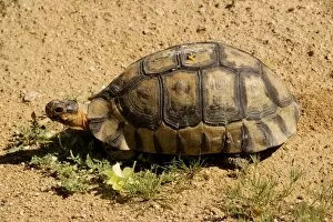Images Dated 27th August 2007: Angulate Tortoise, light phase, male (Chersina angulata) in the Namaqua desert, South Africa