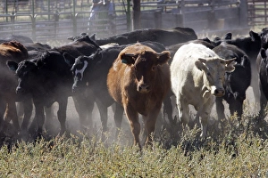 Cattle - Charolais Cow