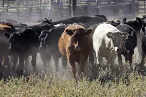 Ranches Prints: Angus / Charolais Cattle. Ponderosa Ranch - Seneca - Oregon - USA