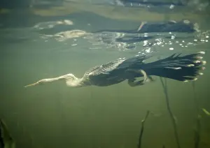 Diving Prints: Anhinga - Diving underwater for fish. Roraima, Brazil, South America