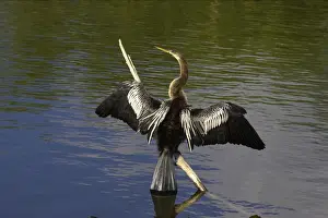 Anhinga - Drying wings Everglades National Park, Florida, USA BI000037