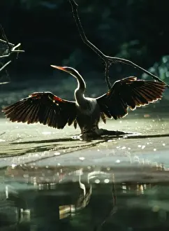 Anhinga Prints: Anhinga - drying wings after fishing, Roraima, Brazil, South America