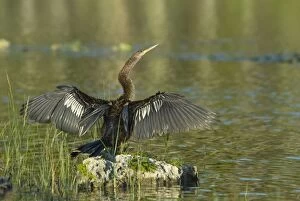 Images Dated 20th May 2006: Anhinga female drying wings after swimming. Distinguished from male by buffy neck and breast