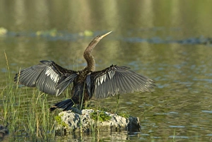 Images Dated 20th May 2006: Anhinga female drying wings after swimming. Distinguished from male by buffy neck and breast