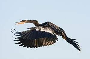 Anhinga - female in flight