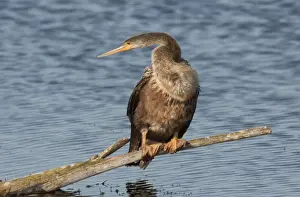 Anhinga - female - Kissimmee Florida - USA - January