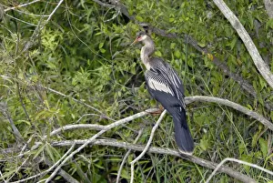 Anhinga Prints: Anhinga female showing yellow webbed feet