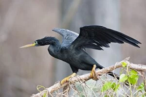 Anhinga - male with wings open