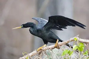 Anhinga Prints: Anhinga - male with wings open - Kissimmee Florida - USA - January