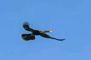 Anhinga Gallery: Anhinga / Snakebird / Darter, flying, Pantanal Wetlands