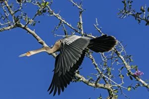 Anhinga / Snakebird / Darter, flying, Pantanal Wetlands