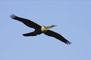 Images Dated 16th August 2005: Anhinga / Snakebird - In Flight Venice Rookery, Florida, USA BI000015