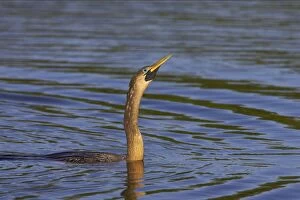 Anhinga / Snakebird - Swimming low in water showing source of alternate name Snakebird