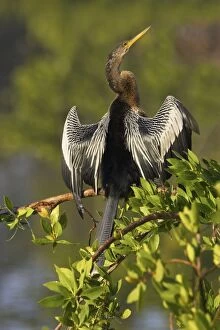 Images Dated 16th August 2005: Anhinga - In tree drying wings Ding Darling NWR, Florida, USA BI000034