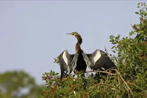 Snakebird Prints: Anhinga - In tree, drying wings Venice Rookery, Florida, USA BI000053
