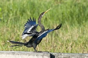 Anhinga Gallery: Anhinga - side view with wings outstretched on wall at water treatment plant