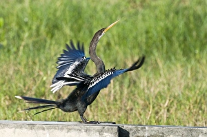 Anhinga - side view with wings outstretched on wall at water treatment plant Anhinga - side view with wings outstretched on wall at water treatment plant