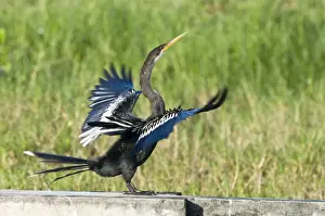 Tobago Prints: Anhinga - side view with wings outstretched on wall at water treatment plant - Tobago