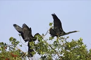 Anhingas / Snakebirds - In tree disputing territory