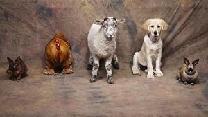 Images Dated 5th December 2007: Animal Lineup - Cat, Chicken, Sheep, Dog, Rabbit