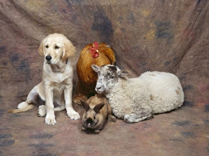 Images Dated 5th December 2007: Animal Lineup - Dog, Chicken, Sheep, Rabbit