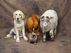 Images Dated 5th December 2007: Animal Lineup - Dog, Chicken, Sheep, Rabbit