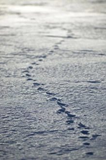 Animal tracks, Banff National Park, Alberta
