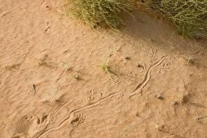 Images Dated 23rd March 2010: Animal tracks on sand - Abu Dhabi - United Arab Emirates