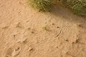 Middle East Prints: Animal tracks on sand - Abu Dhabi - United Arab Emirates