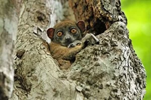 Images Dated 9th January 2008: Ankarana Sportive Lemur - in tree with young