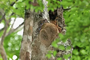 Ankarana Sportive Lemur - in tree with young - Ankarana National Park - Northern Madagascar