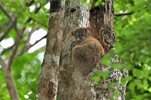 Ankarana Sportive Lemur - in tree with young - Ankarana National Park - Northern Madagascar