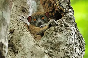 Ankarana Sportive Lemur - in tree with young - Ankarana National Park - Northern Madagascar
