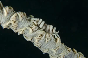 Barred Gallery: Ankers Whip Coral Shrimp on Whip Coral (Alcyonacea)