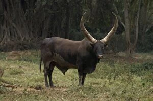 Images Dated 11th January 2006: Ankole Bull, Uganda, Africa World's largest horns