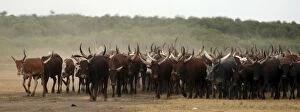 Images Dated 18th January 2006: Ankole cattle, Uganda, Africa