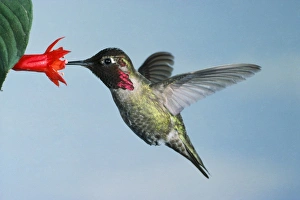 Images Dated 15th July 2009: Anna's Hummingbird