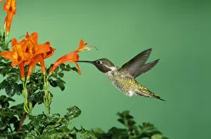 Anna's Hummingbird California coast; Mexico