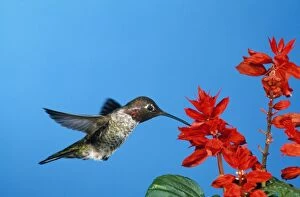 ANNAs HUMMINGBIRD - in flight, hovering at flower