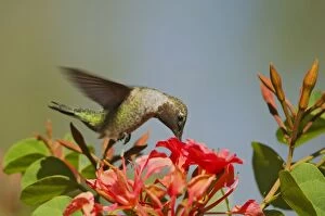 Annas Hummingbird - immature male in September