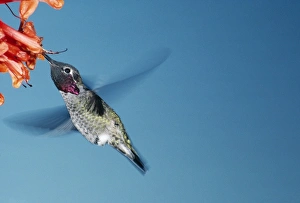 Images Dated 9th September 2004: Anna's Hummingbird Male