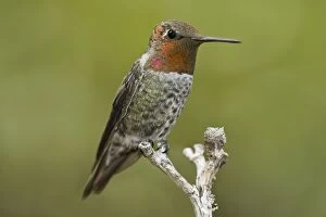 Annas Hummingbird - male at Miller Canyon