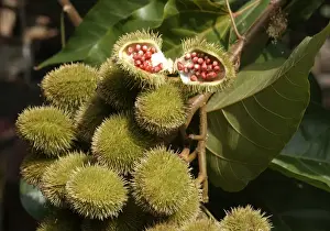 Venezuela Prints: Annatto / Achiote / Lipstick tree - medicinal. Venezuela