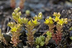 Images Dated 13th July 2006: Annual stonecrop (Sedum annuum), mountains of Norway