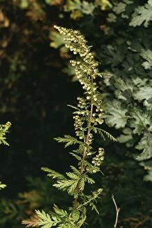Images Dated 18th August 2004: Annual / Sweet Wormwood Source of antimalarial compound