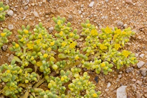 Images Dated 12th September 2006: An annual Zygophyllum, (Zygophyllum simplex), Namibia